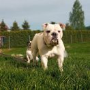 LADY British Guardians 