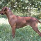 Naleks Treasure Zevisa