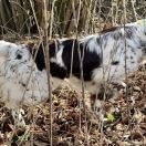 Juddy z Budišovské doliny