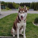 KIKA MADI FAMILY (FCI)