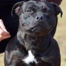 AURELIE SNOWFALL Perfect Friend 