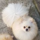 SHOGUN Mirasol Polonia(FCI)