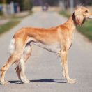 J.A.Y. JP Arabian Song