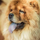 CALLA CHANEL MONASIM DE ROMANIA