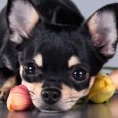 СТАР ЛАККИ ЧАРМ ВАЛЕРИ ВАНДЕРФУЛ ЛАЙФ