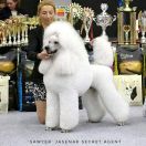 Jasenak SECRET AGENT 