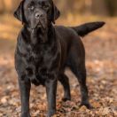 DIAMOND ALICE Multi Planet Lab