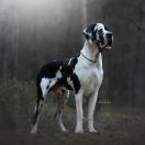 BEST CHOICE L'Odo Harmypatz