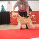 PRECIOUS PIPI Top of Ben Nevis FCI