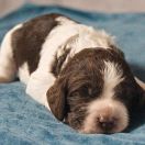 CARRY THE GLORY de la Reine des Violettes