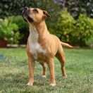 Proud to be Greek Blizzard