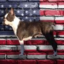 GRAUR BULLDOGS OFF GINA