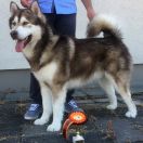 Mazurstar Genius Mastermind