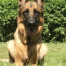 Dolores Weź go Czart 