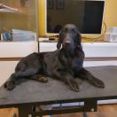 Polka Poland FCI VIS POPI