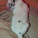 TYRION Czar Olbrzyma