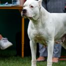 DE KANA Sulimer (FCI)