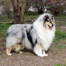 Radiant Eyes Neymar Ch.