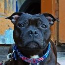 Adore The Empress Avia Cerasis