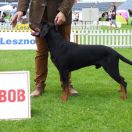 HALT (HAKER) Dziczy Łowca