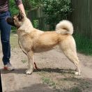 Euphoria Fire Amaterasu