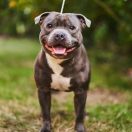 GORAN Wonderful Staffies Fci 