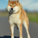 Kushiro No Hyogen Go Kushiro Nunomesou