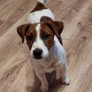 FREJA Winged Guardians FCI