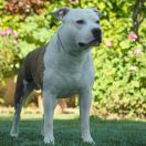 Proud to be Greek Archimedes