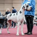 SAXIFRAGA Czar Olbrzyma