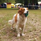 Lyuciya Star Of Luck Iz Grafstva De Gamba