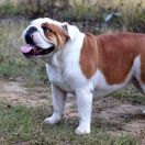 Anielska Alison Niesforna Gromadka 