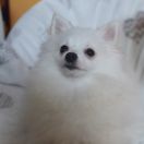 Hejka Perłowy Ogród FCI