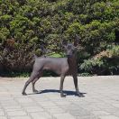  Antiqua Mysteria ZIRA POTENCJAL