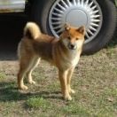 DELEN SOLAR MITOGO NANKAYHO