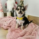 DERIA z Dorzecza FCI 