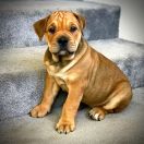 DEVI Corde Bellator(FCI)