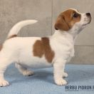  DEXTER Herbu Piorun (FCI)