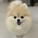 Deisy Small Lady Simply Poms