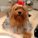 T-TIFFANY Piccolo Cane York (FCI)