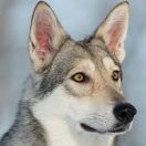 Anvalia Nocta Netis Tala (Lia)