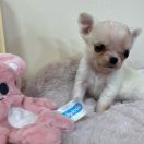 Cheerful Life Minnie