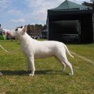 PAINTED WOMAN Bull Boot 