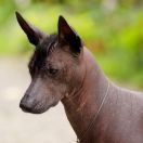 QUETZALIZTLI Mexyeliss