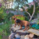 ELIOS Bavarian Heritage FCI