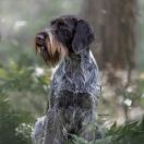 INDALI Stella Venandi