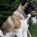 Countach Get the Message