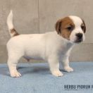 DIEGO Herbu Piorun (FCI)