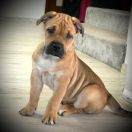 DINA Corde Bellator(FCI)