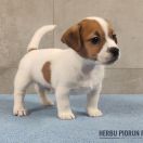 DINGO Herbu Piorun (FCI)